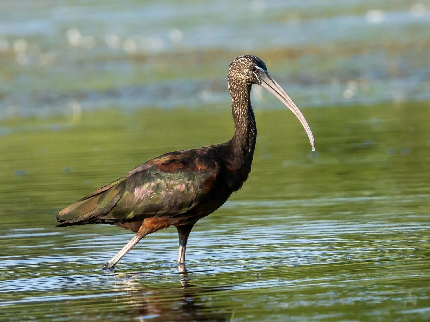 Glossy Ibises — Susan Kirby